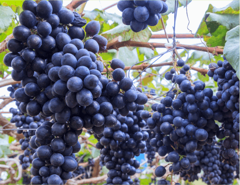 grapes