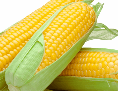 maize